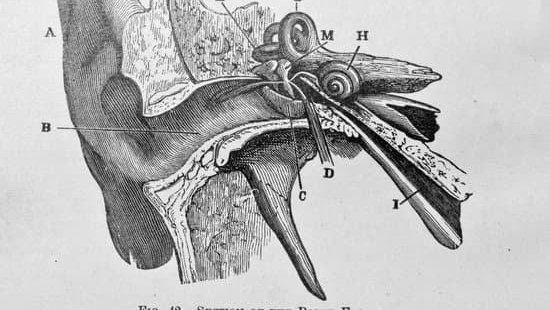 antique anatomy tarot