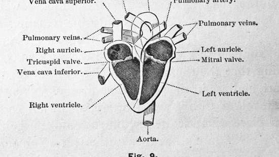 antique anatomy tarot