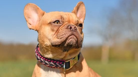 healing crystal dog collars