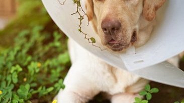 healing crystal dog collars