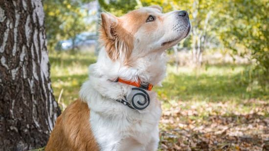 healing crystal dog collars